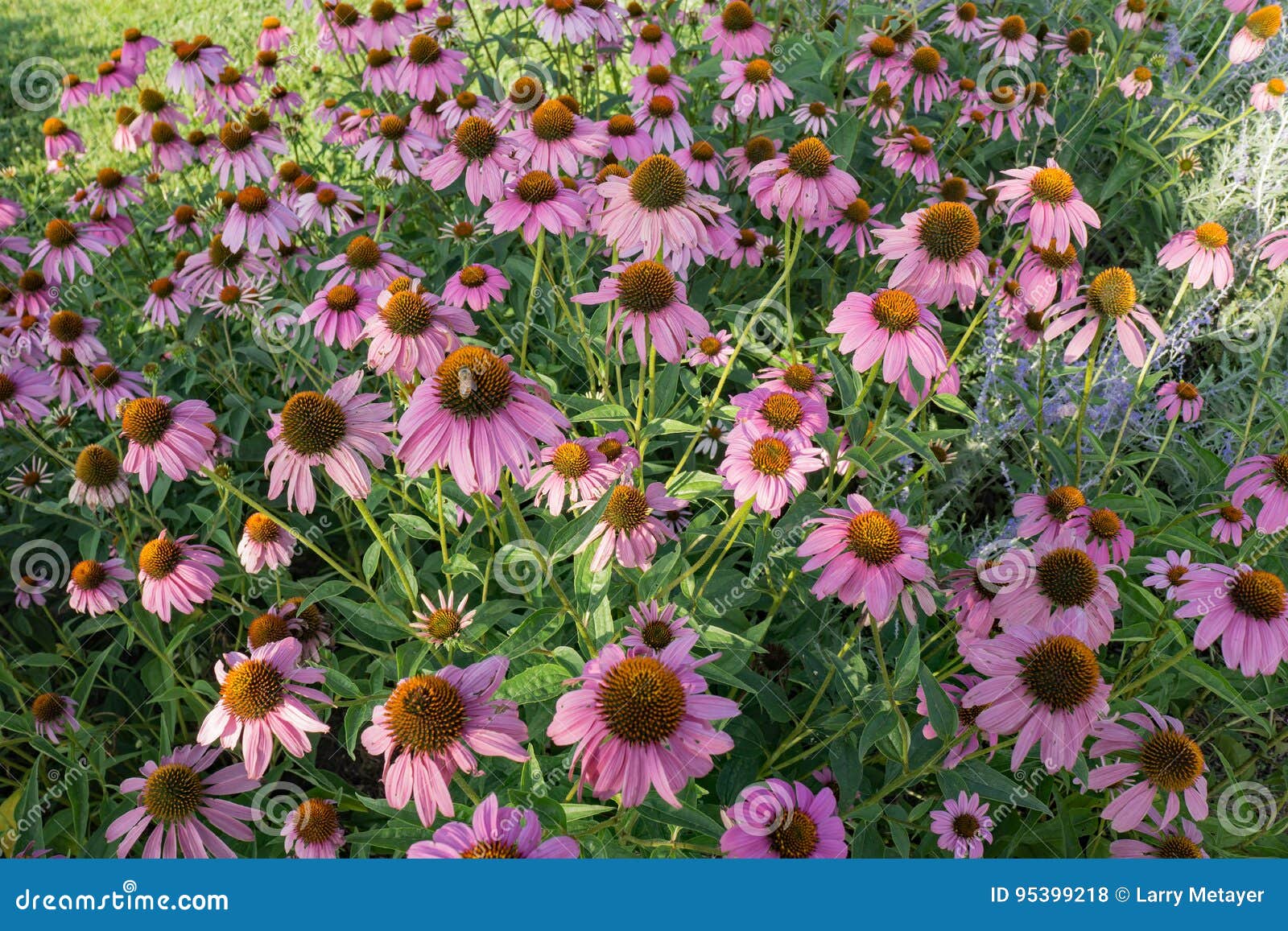 eastern purple coneflowers Ã¢â¬â echinacea purpurea